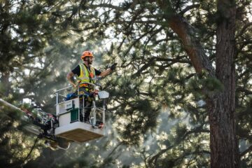 Bezpieczna wycinka drzew
